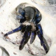 SpiderStore