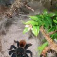 Graciotello