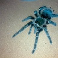 lasiodora