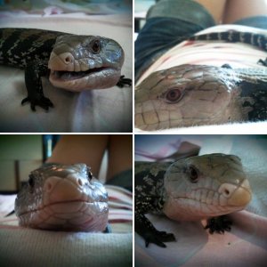 BT skink