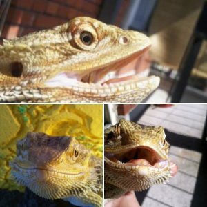 Bearded dragon