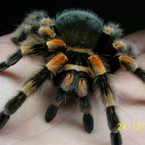 B.Smithi1
