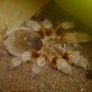 rosea