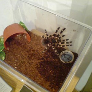 a. geniculata
