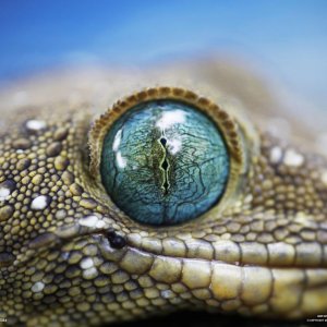 BlueEye