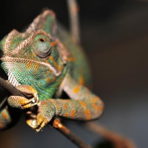 Kameleonica