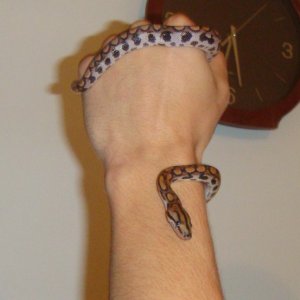 Hiro (3 meseca star)