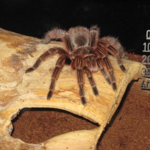 Grammostola rosea RCF (ženka)