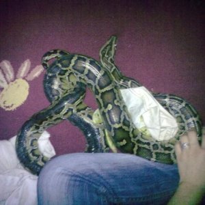 seljonber :)