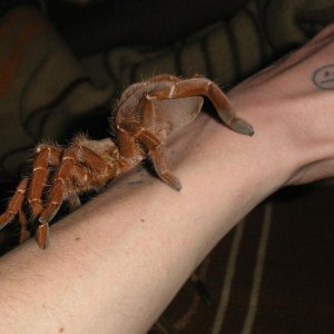 Citharischius Crawshayi