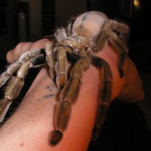 Psalmopoeus Cambridgei