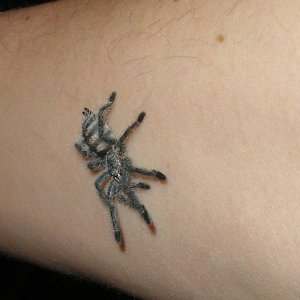 Avicularia Purpurea