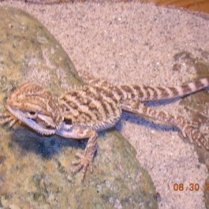 Daj bre hranu...Gladan sam...!! :D