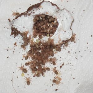 Grammostola rosea rcf-malci