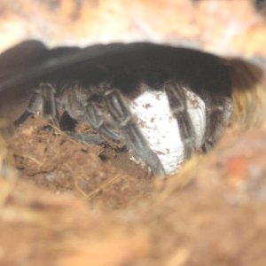 Brachypelma albopilosum i kokon