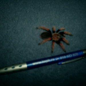shelob