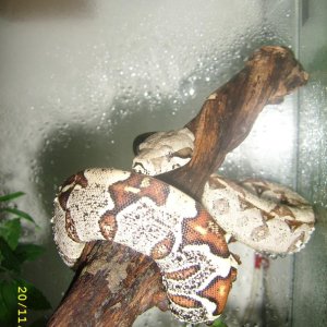 Beba boe constrictor