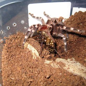 A. geniculata vs. Blaberus