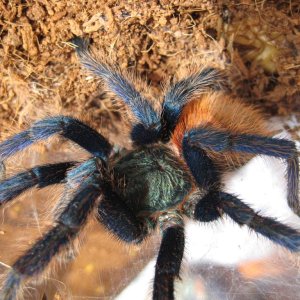 C. cyaneopubescens mužijak