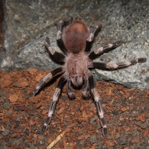 N.chromatus 2