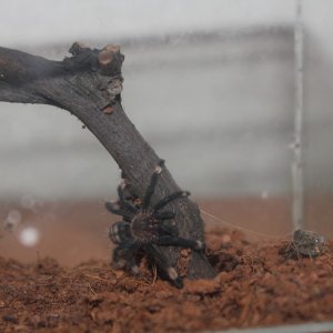 P.irminia