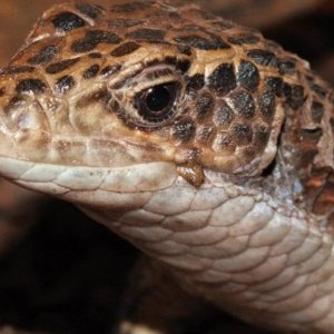 Gerrhosaurus Major