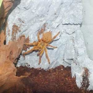 P.murinus
